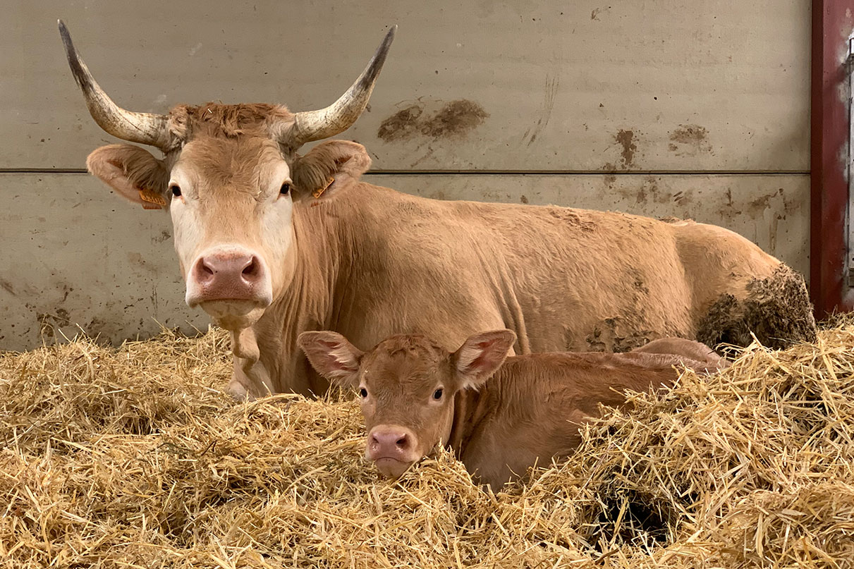 terneros en venta raza pirenaica