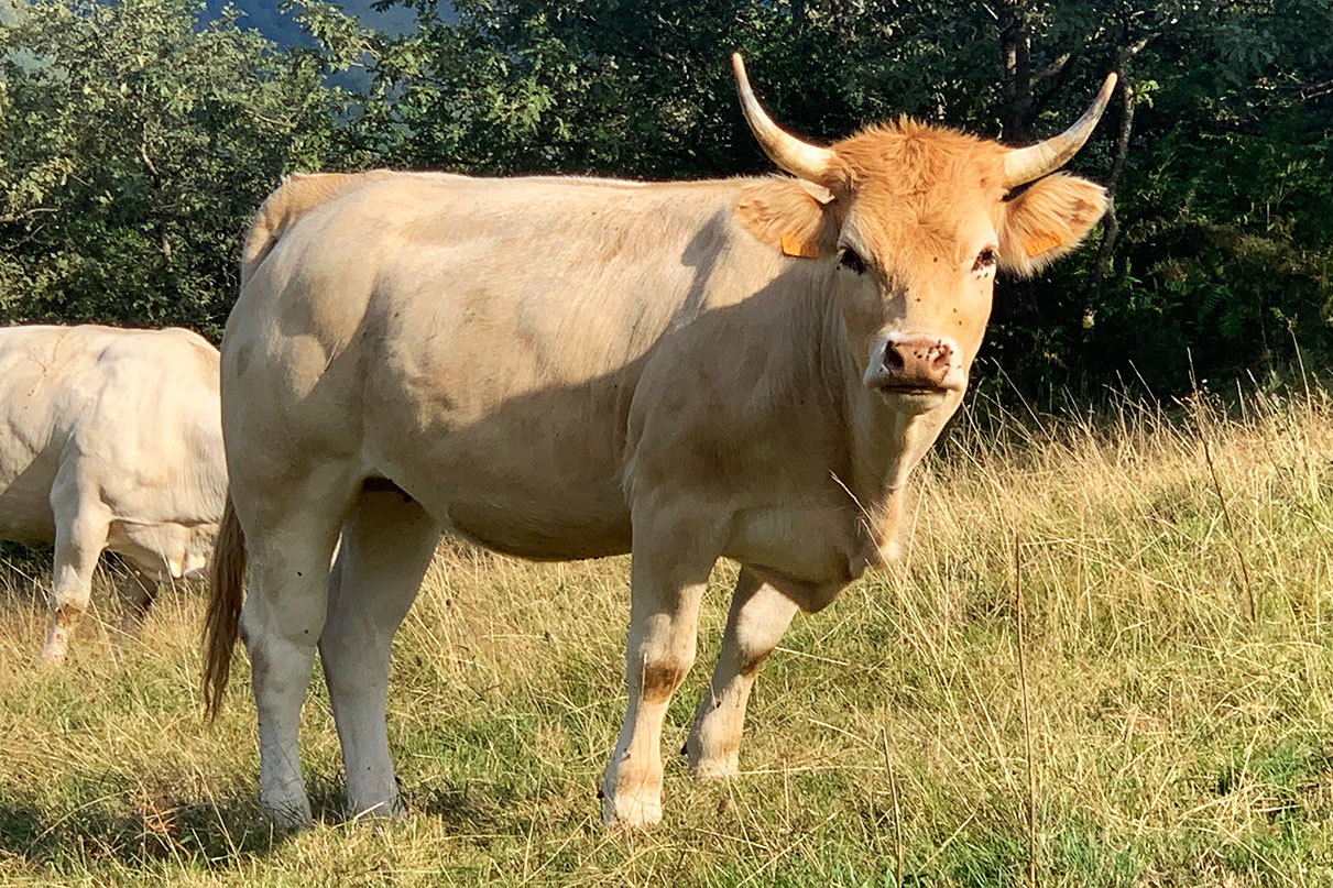 venta de novillos raza pirenaica