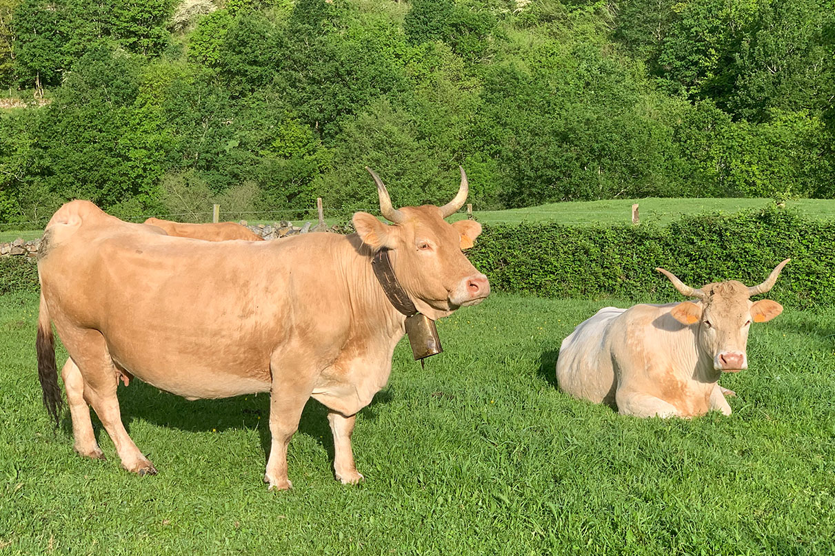 venta de novillos raza pirenaica